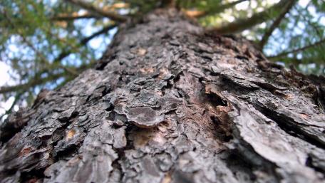 Majestic Spruce Tree in Low Angle View wallpaper