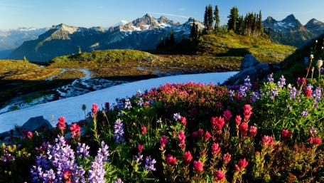 Vibrant Wildflowers in Mountain Wilderness wallpaper