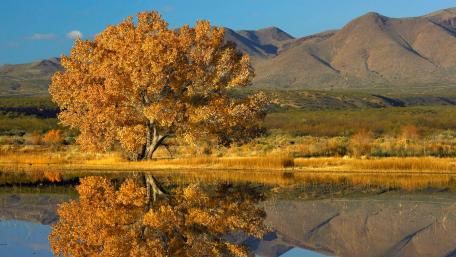 Golden Autumn Reflections in Nature's Solitude wallpaper