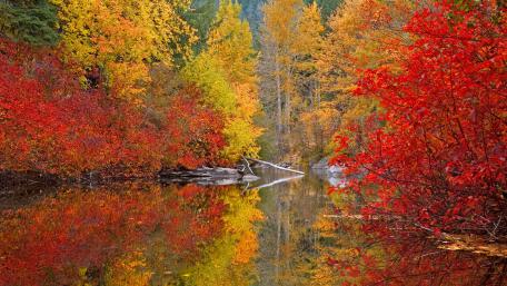 Vibrant Autumn Reflections in a Tranquil Forest Scene wallpaper