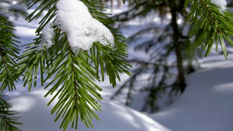 Majestic Winter Pine Under Snowfall wallpaper