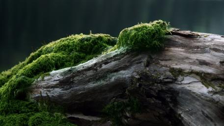 Mossy Trunk in Tranquil Nature Scene wallpaper