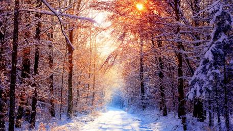 Winter Pathway Through the Snowy Forest wallpaper