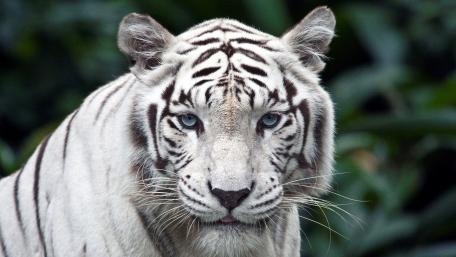 Majestic White Tiger in the Wild wallpaper