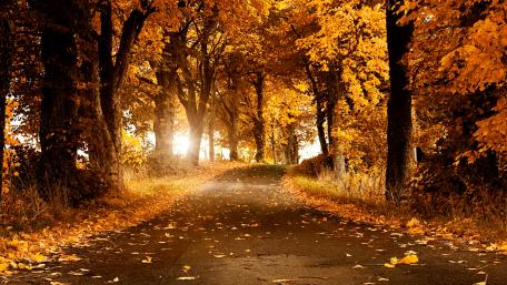 Golden Autumn Drive wallpaper
