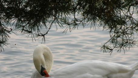 Graceful Swan by the Water's Edge wallpaper