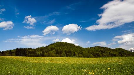 Vibrant Meadow Under a Clear Sky wallpaper