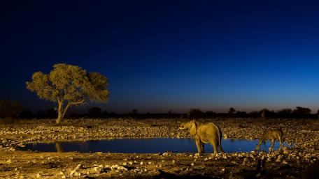 Majestic Elephants Under the Evening Sky wallpaper