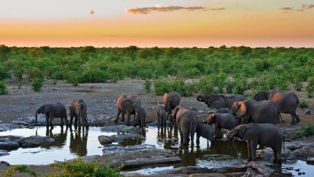 Majestic Elephants at Dusk in the Wild wallpaper