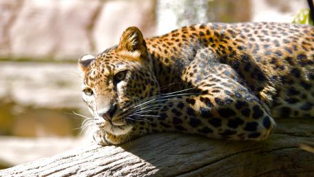 Majestic Leopard Relaxing in Nature wallpaper