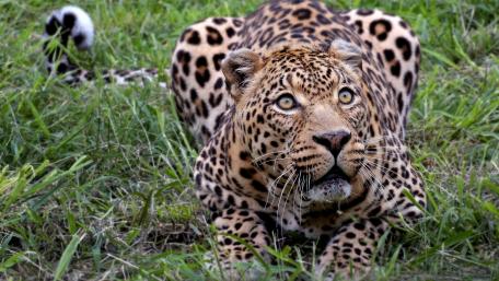 Majestic Leopard in Grassland Scene wallpaper