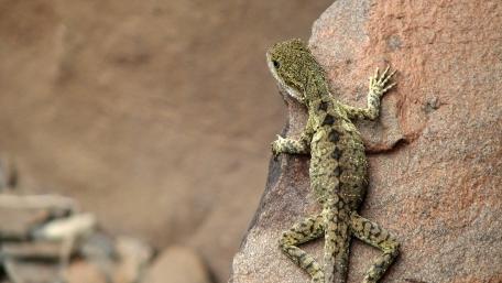 Lizard on a Rocky Surface wallpaper