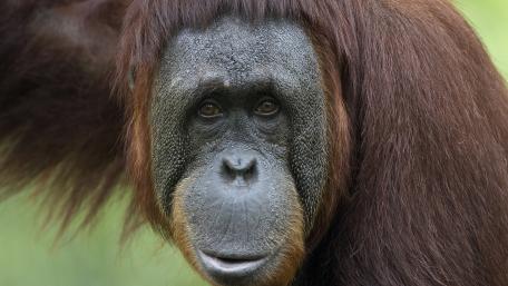 Majestic Orangutan Portraits of Nature's Remarkable Creatures wallpaper