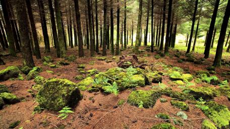 Serene Forest Floor Amidst Tall Trees wallpaper