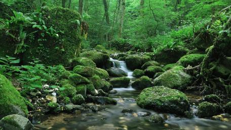 Serene Mossy Creek in Green Forest wallpaper