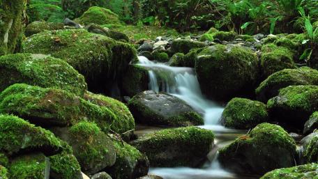 Tranquil Mossy Creek Serenity wallpaper