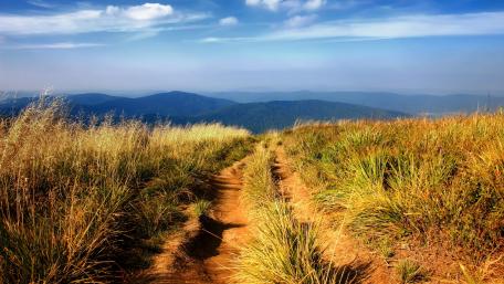 Pathway Through Golden Grasses Under Clear Blue Skies wallpaper