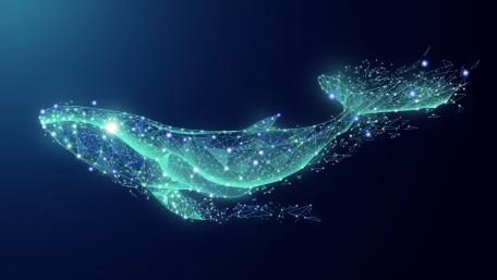 Blue whale wallpaper