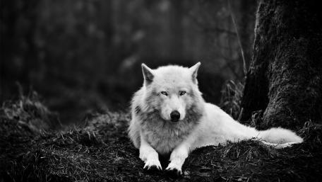 Wolf wallpaper
