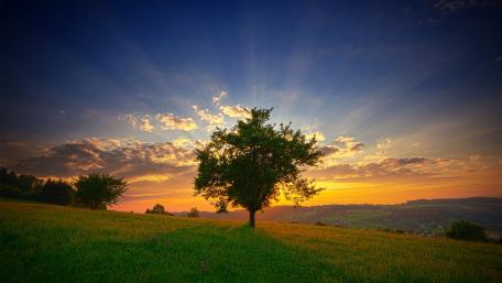 Lone Tree Against a Glorious Sunset wallpaper