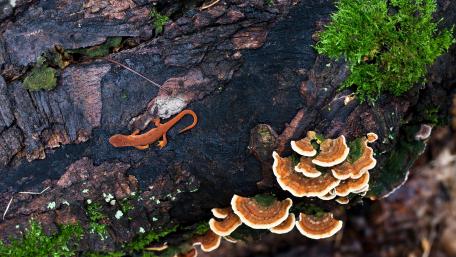 Lizard Among Forest Fungi and Moss wallpaper
