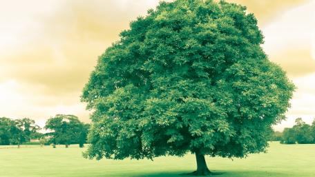 Green tree wallpaper