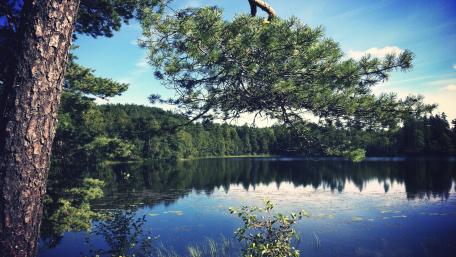 Tranquil Lakeside Reflection in Nature wallpaper