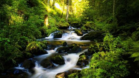 Serene Green Forest Creek Adventure wallpaper
