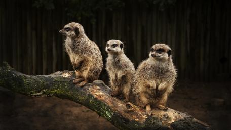 Playful Meerkats Observing Their Surroundings wallpaper