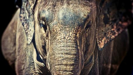 Majestic Elephant Close-Up Wallpaper wallpaper