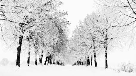 Serene Snowy Tree Lane in Monochrome wallpaper