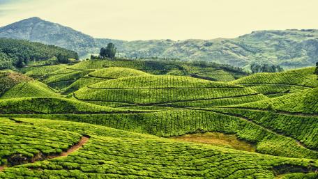 Kochi tea plantation wallpaper