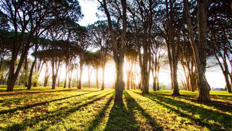 Sunlight Shimmers Through a Serene Grove wallpaper