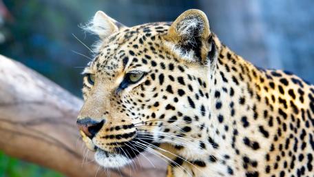 Majestic Leopard in the Wild wallpaper