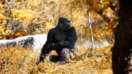 Majestic Gorilla in Autumn Splendor wallpaper