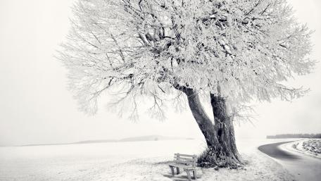 White tree wallpaper