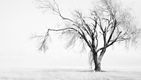Solitary Majesty of a Lone Tree in Monochrome wallpaper