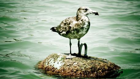 Seagull Standing Proudly on a Stone Island wallpaper