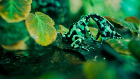 Charming Frogs in Lush Greenery wallpaper