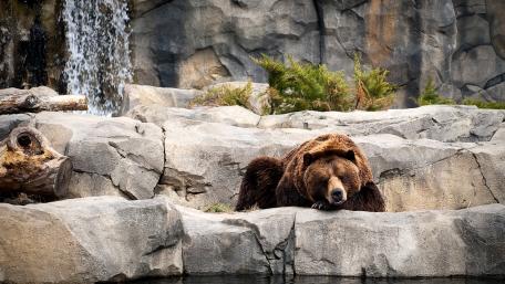 Majestic Bear Resting by the Waterfall wallpaper