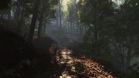 Tranquil Forest Trail Pathway Through Nature's Beauty wallpaper