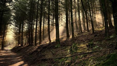 Serene Sunrays Through the Forest Trail wallpaper
