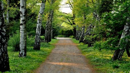 Forest Pathway Through Lush Greenery wallpaper