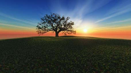 Tranquil Sunset Over a Solitary Tree wallpaper
