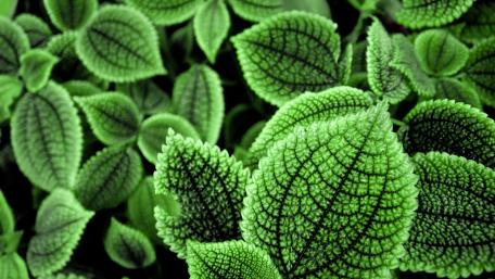Decorative nettle leaves wallpaper