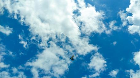 Flying bird captured in frame wallpaper