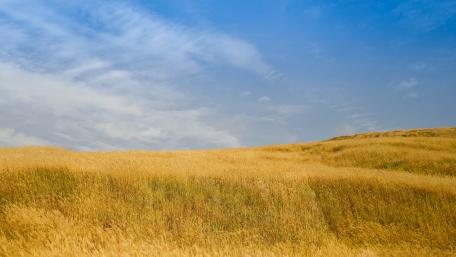Field in Japan wallpaper