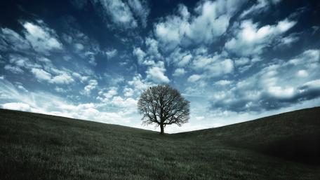 Solitary Tree Against a Dramatic Sky wallpaper