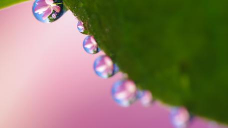 Captivating Macro Waterdrops with Floral Reflections wallpaper