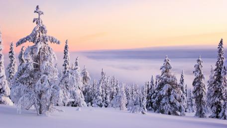 Winter Wonderland at Dusk wallpaper